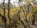 گزارش تصویری از فصل پاییز در جنگل ابر شاهرود
